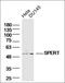 Spermatid Associated antibody, orb186199, Biorbyt, Western Blot image 