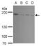 FIP200 antibody, GTX129094, GeneTex, Western Blot image 