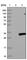 Transmembrane Protein 38B antibody, HPA018465, Atlas Antibodies, Western Blot image 