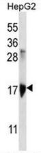 Keratin Associated Protein 1-3 antibody, AP52424PU-N, Origene, Western Blot image 