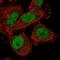 Dynein Heavy Chain Domain 1 antibody, NBP1-90741, Novus Biologicals, Immunofluorescence image 