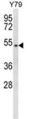 General Transcription Factor IIH Subunit 4 antibody, AP18042PU-N, Origene, Western Blot image 