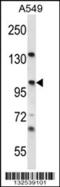 Unc-45 Myosin Chaperone A antibody, 56-678, ProSci, Western Blot image 