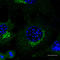 Ras-related protein Rab-3 antibody, LS-B9785, Lifespan Biosciences, Immunofluorescence image 