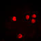 Histone H2B antibody, LS-C356084, Lifespan Biosciences, Immunofluorescence image 