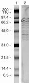 Polycomb protein SUZ12 antibody, 49-1035, Invitrogen Antibodies, Western Blot image 