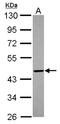 Phosphatidylinositol Glycan Anchor Biosynthesis Class O antibody, NBP2-19828, Novus Biologicals, Western Blot image 