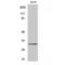 Toll Interacting Protein antibody, LS-C386462, Lifespan Biosciences, Western Blot image 