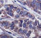 Docking Protein 1 antibody, STJ22090, St John