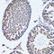 Farnesyl-Diphosphate Farnesyltransferase 1 antibody, LS-C334574, Lifespan Biosciences, Immunohistochemistry frozen image 