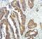 GLI Family Zinc Finger 2 antibody, A00701-5, Boster Biological Technology, Immunohistochemistry paraffin image 