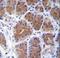 MID1 Interacting Protein 1 antibody, LS-C164192, Lifespan Biosciences, Immunohistochemistry paraffin image 