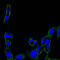 Protein Tyrosine Kinase 2 antibody, abx015852, Abbexa, Enzyme Linked Immunosorbent Assay image 