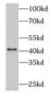 Deoxyribonuclease 2 Beta antibody, FNab02478, FineTest, Western Blot image 