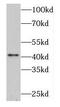 Deoxyribonuclease-2-beta antibody, FNab02478, FineTest, Western Blot image 