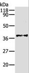 Aldose reductase antibody, LS-C403714, Lifespan Biosciences, Western Blot image 