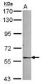 Nuclear Receptor Subfamily 1 Group D Member 2 antibody, NBP2-19576, Novus Biologicals, Western Blot image 