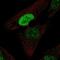 Pancreatic And Duodenal Homeobox 1 antibody, HPA059146, Atlas Antibodies, Immunofluorescence image 