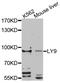 Lymphocyte Antigen 9 antibody, abx135950, Abbexa, Western Blot image 