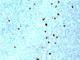 IgM antibody, NBP2-45058, Novus Biologicals, Immunohistochemistry frozen image 