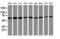 Tripartite Motif Containing 38 antibody, M10133-1, Boster Biological Technology, Western Blot image 