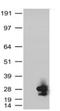 KRAS Proto-Oncogene, GTPase antibody, LS-C175665, Lifespan Biosciences, Western Blot image 