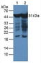 Enolase 2 antibody, LS-C314187, Lifespan Biosciences, Western Blot image 