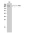 TEK Receptor Tyrosine Kinase antibody, STJ90597, St John