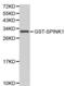 Pancreatic secretory trypsin inhibitor antibody, PA5-37315, Invitrogen Antibodies, Western Blot image 
