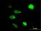 NPR2 Like, GATOR1 Complex Subunit antibody, H00010641-B02P, Novus Biologicals, Immunofluorescence image 