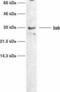 BAK1 antibody, GTX10808, GeneTex, Western Blot image 