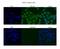 Chromodomain Y Like antibody, PA5-43290, Invitrogen Antibodies, Immunofluorescence image 
