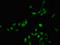 BCL2 Associated Transcription Factor 1 antibody, LS-C670538, Lifespan Biosciences, Immunofluorescence image 