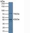 Serpin Family B Member 6 antibody, LS-C373145, Lifespan Biosciences, Western Blot image 