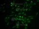 Selectin P Ligand antibody, A1660, ABclonal Technology, Immunofluorescence image 