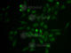 SELPL antibody, A1660, ABclonal Technology, Immunofluorescence image 