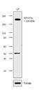 Myosin VIIA antibody, GTX23481, GeneTex, Western Blot image 