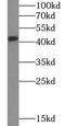 SH3 Domain Containing GRB2 Like 1, Endophilin A2 antibody, FNab09862, FineTest, Western Blot image 