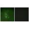Fyn Related Src Family Tyrosine Kinase antibody, A04075, Boster Biological Technology, Immunofluorescence image 