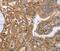 Latexin antibody, MBS2520695, MyBioSource, Immunohistochemistry paraffin image 