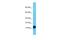 Adaptor Related Protein Complex 4 Subunit Sigma 1 antibody, A11940, Boster Biological Technology, Western Blot image 