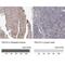 Transforming Acidic Coiled-Coil Containing Protein 2 antibody, NBP2-38173, Novus Biologicals, Immunohistochemistry paraffin image 