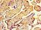 COP9 Signalosome Subunit 7A antibody, LS-C372182, Lifespan Biosciences, Immunohistochemistry paraffin image 