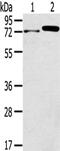 NAF-1 antibody, CSB-PA944797, Cusabio, Western Blot image 