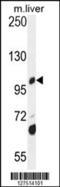 Dehydrogenase E1 And Transketolase Domain Containing 1 antibody, 55-364, ProSci, Western Blot image 