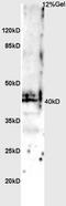 T-Box 1 antibody, orb2417, Biorbyt, Western Blot image 