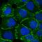 Cadherin 3 antibody, AF761, R&D Systems, Immunocytochemistry image 