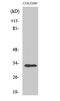 Ring Finger Protein 144A antibody, A11625, Boster Biological Technology, Western Blot image 