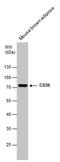 CD36 Molecule antibody, PA5-27236, Invitrogen Antibodies, Western Blot image 