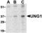 Uracil-DNA glycosylase antibody, MBS150242, MyBioSource, Western Blot image 